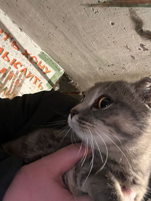 Отдам кошечку в добрые руки