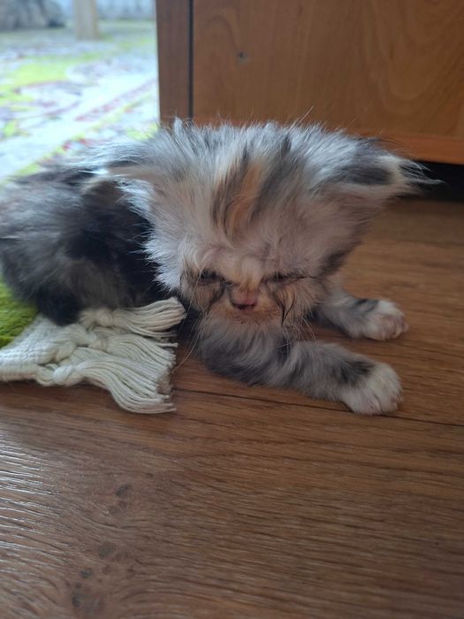 Котята очень красивые