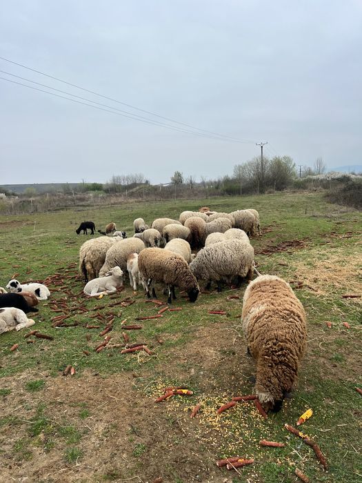 Vând Oi de carne cu miei