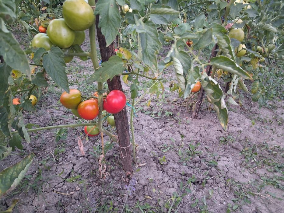 Rosii de gradina fără chimicale