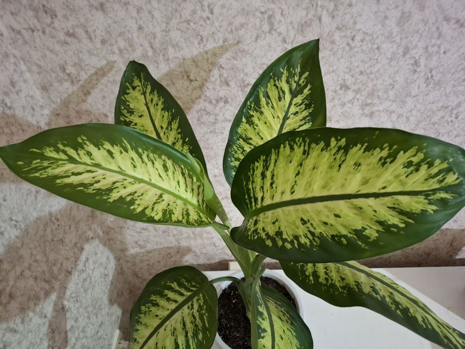 Продам Дифенбахию!