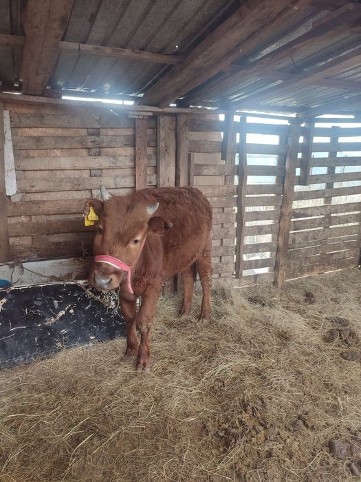 1,3 жасар кашар ұрғашы 41де тұр бағасын келісеміз