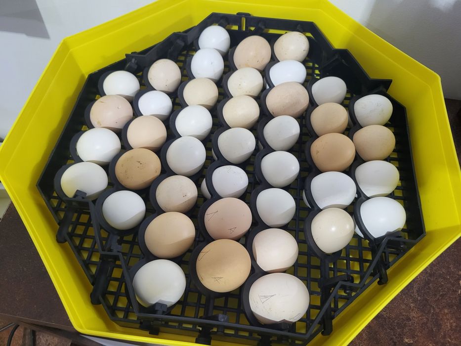 La bresse si Italiana argintie 6 lei