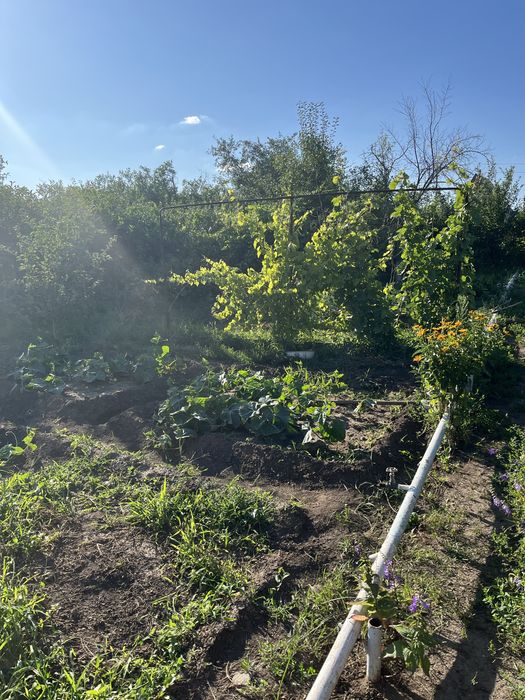 Продам дачу в обществе Черемушки