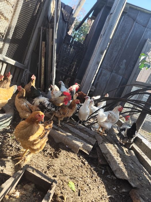 Петухи молодые, домашние.