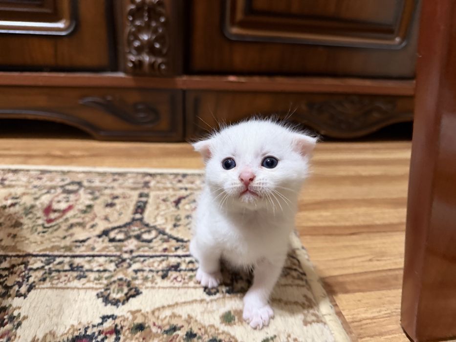 Продается котята скотиш фолд турецкая ангора