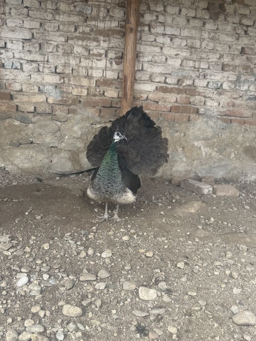 Продавам работещи пауни