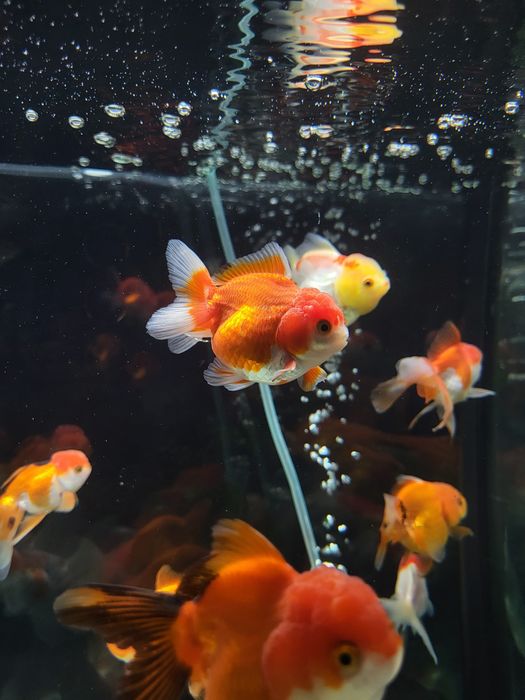 Vând carasi oranda