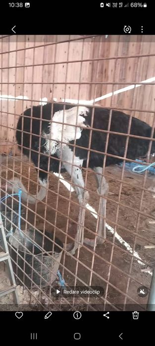 Vând cocoși și struți