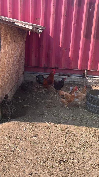 Курица петух кучинский