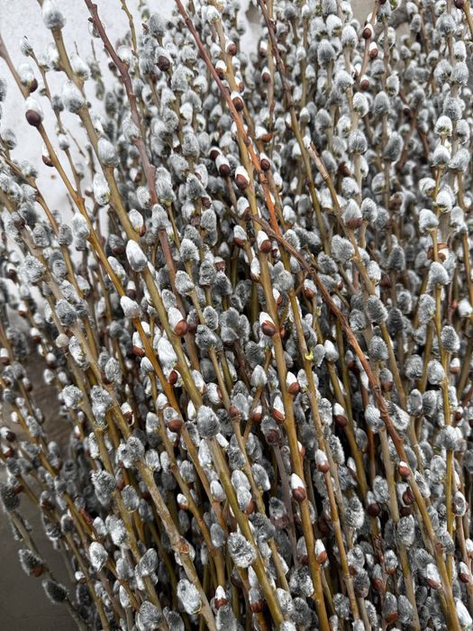 Верба, веточки Вербы свежие