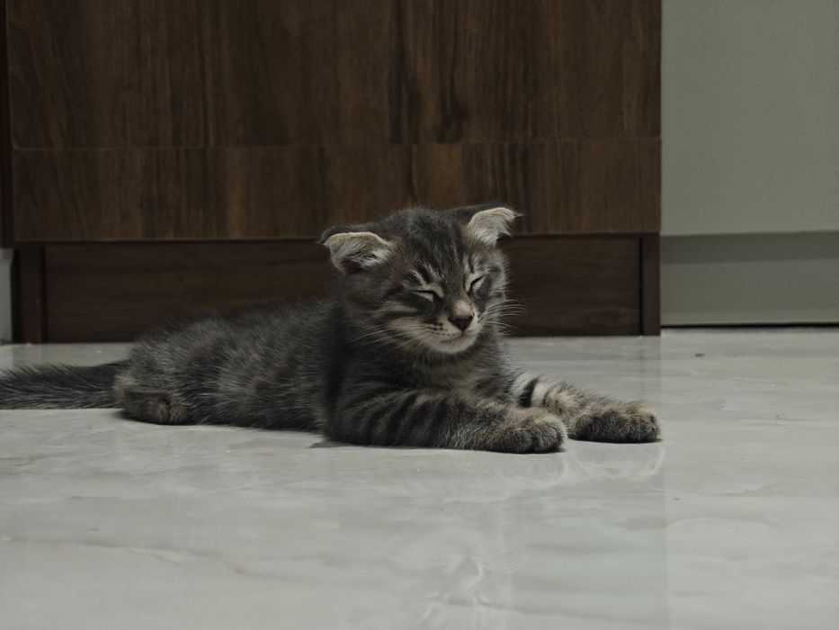 Вислоухий котенок