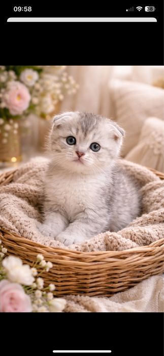 Котятя  silver шиншиллa