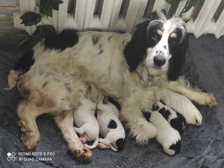 Предлагаются щенки к продаже