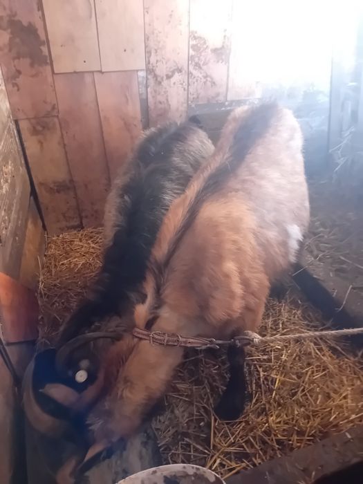 Doua capre alpina francez