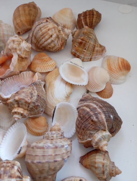 Melci și scoici naturale pentru acvariu sau pentru decor