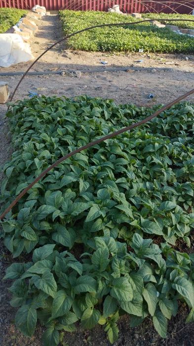 Продаётся рассада