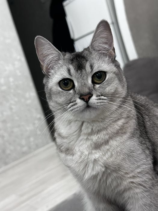 Кошка девочка бесплатно