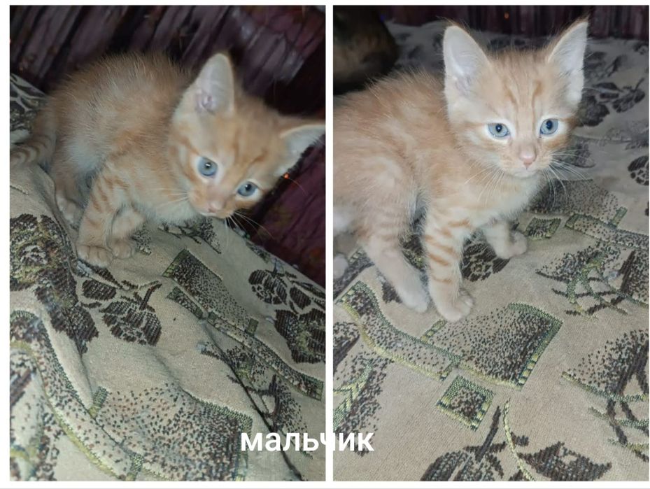 В доброе руки котята