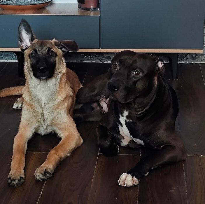 Продам щенка бельгийской овчарки