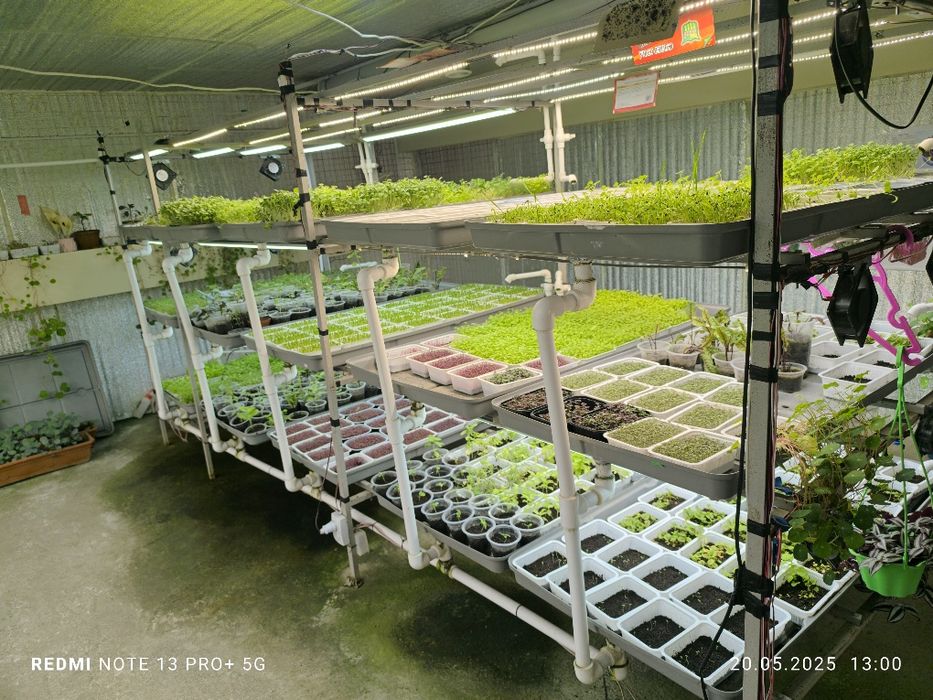 Yuz foiz tabir juda kuchli quvvatga ega maxsus zelenlar fastavks bor