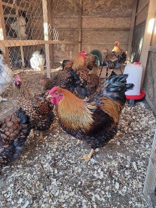 Familie Wyandotte Gsg 3+1 sau perechi