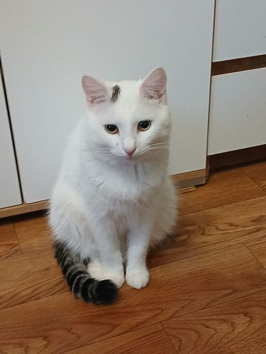 Отдам кота в хорошие руки