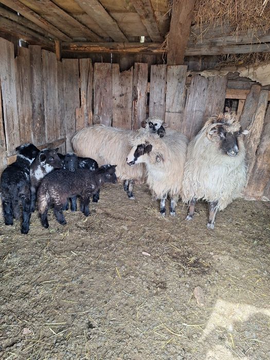 Vând trei oi  țurcane cu patru  mieluțe