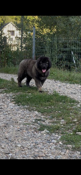 Ciobanesc caucazian