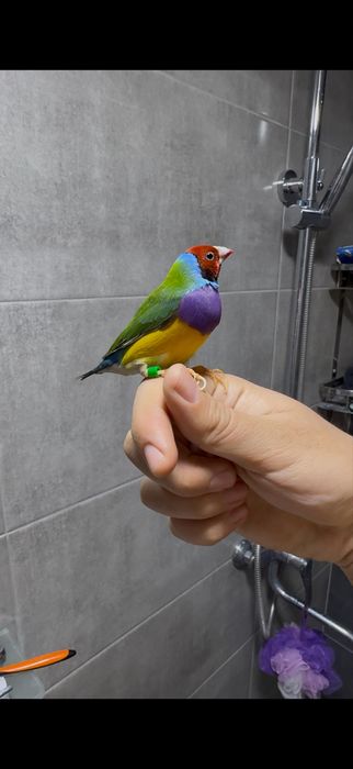 Рисивий, японский и амадин