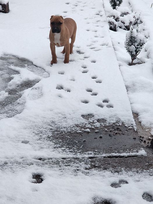Пидбул сотилади зотли