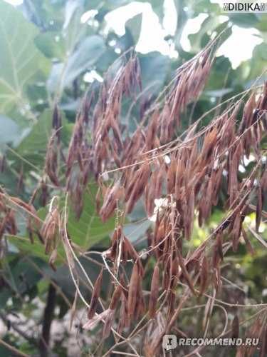 Семена  Усьмы, качественные