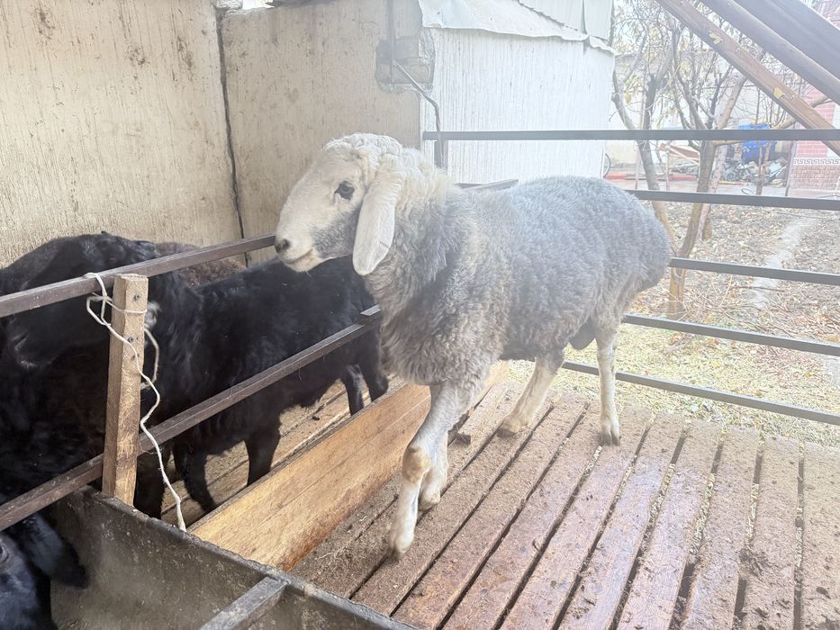 Кучкор сотилади 2 ёш