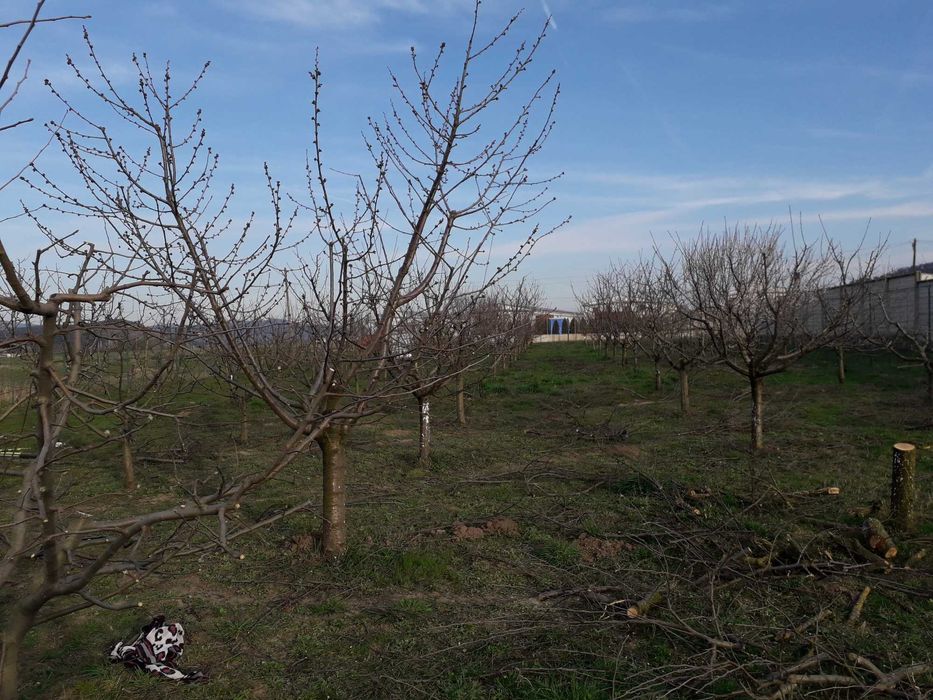 Curățare, toaletare pomi fructiferi