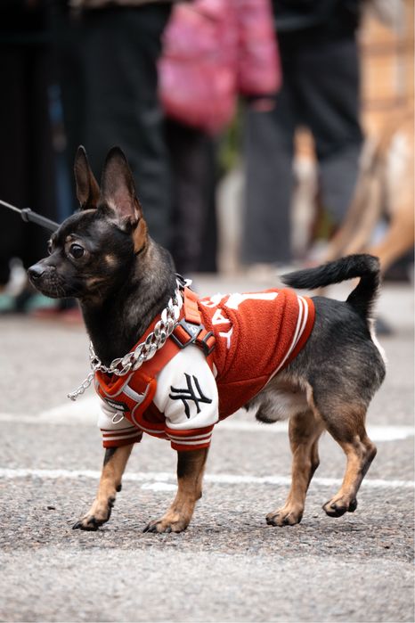 вязка чихуахуа, мальчик срочно