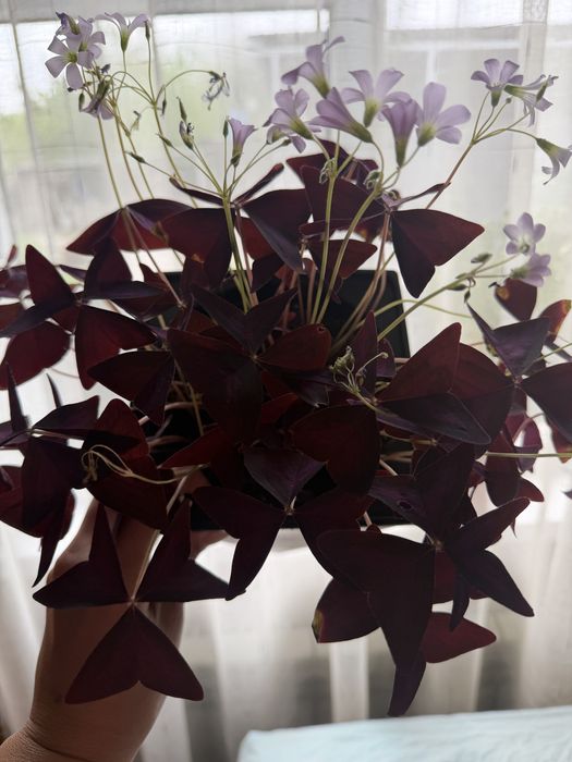 Кислица , Оксалис , Oxalis 4000