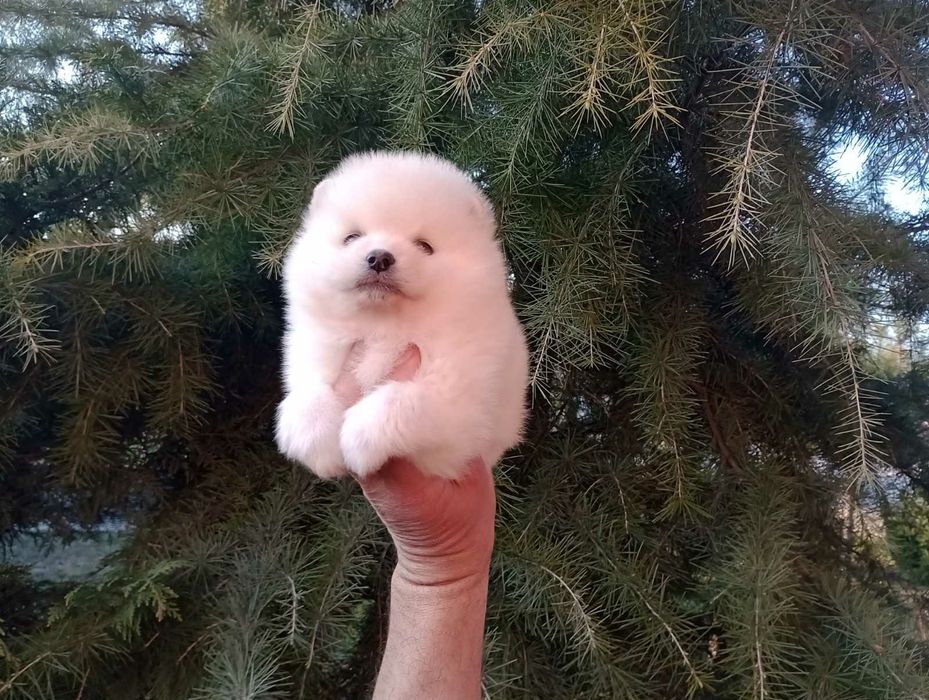 Бели и кремави Шпицлета!