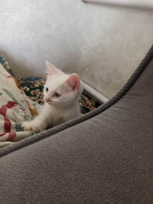 Отдам кошечку в добрые руки.
