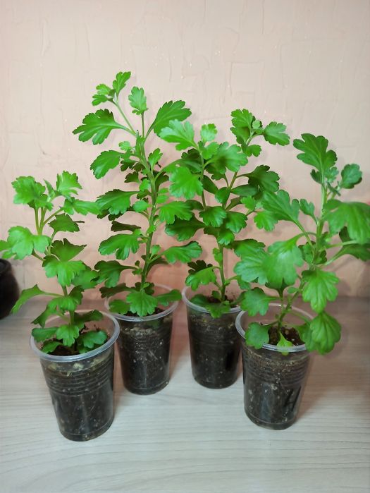 Хризантема мультифлора