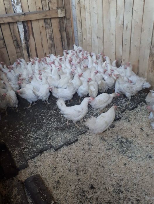 Куры продажа доставка