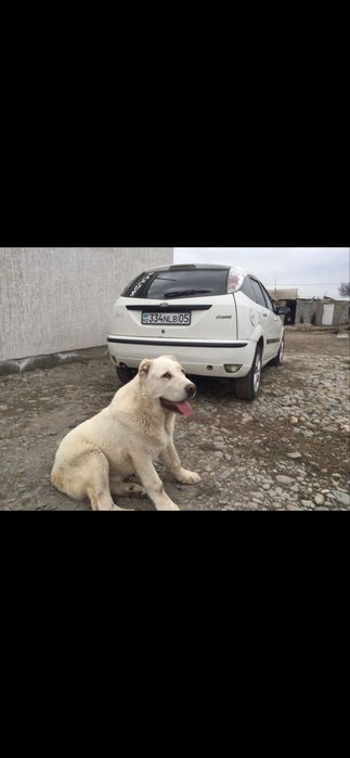 Отдам кабеля Алабай крупного для охраны