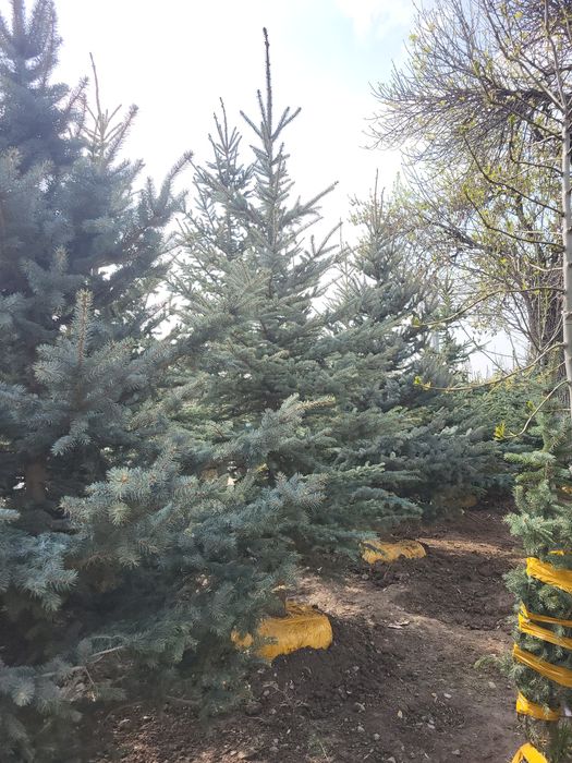 Ели и берёзы (lat betula)