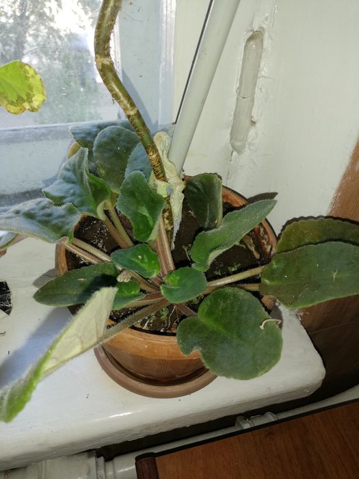 Комнатные цветы, фиалка