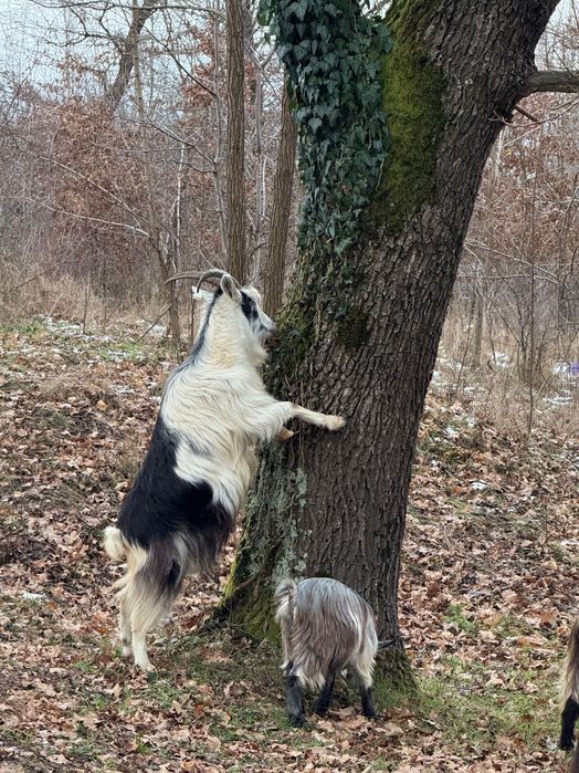 Ovine .și caprine de vnzare preț negociabil  sunați telefon.0740964412 din Satu Mare județul .C…..O