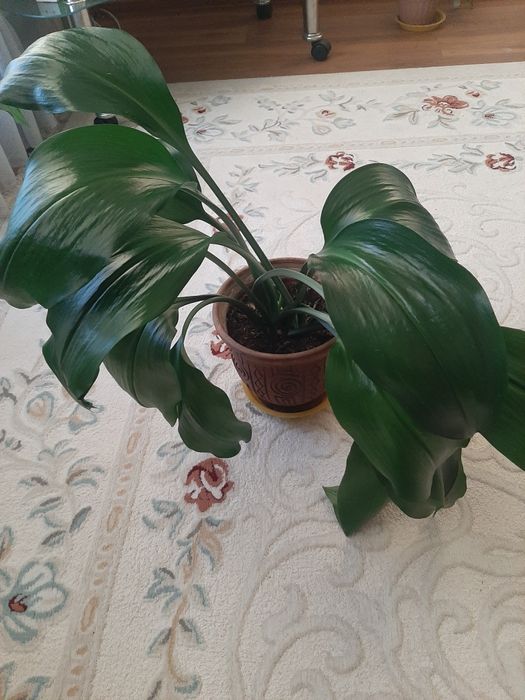 Продам большой цветок Эухарис