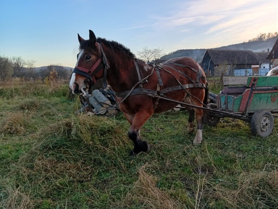 Vând cal bun de ham