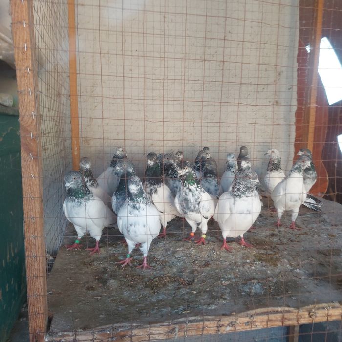 Пакистанцы летный игровые