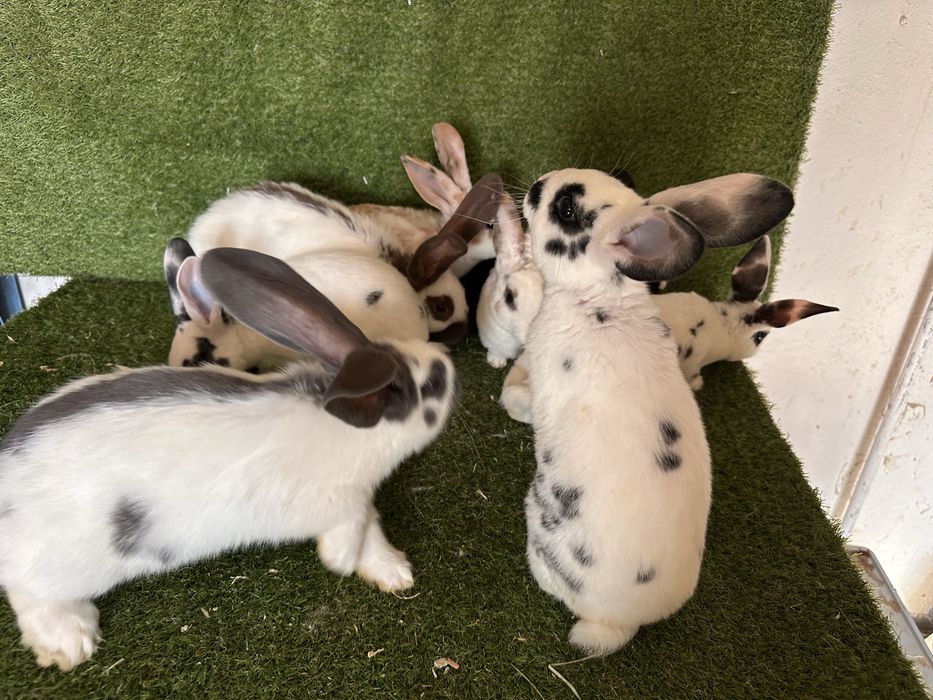 Pui de iepurasi de vanzare