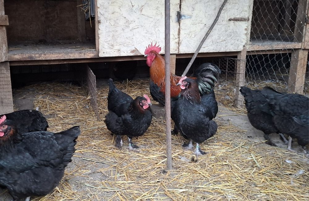 Ouă pentru incubat de la gaini: Marans, Cream Legbar si La Bresse