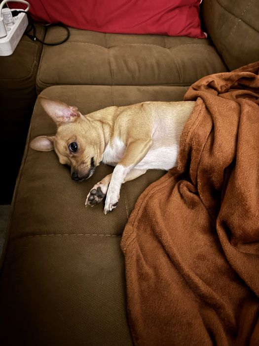 Чихуахуа 11,5 месяцев! Девочка.